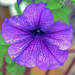 Purple Petunia Blooms by dsp2