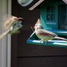 Landing Sparrow by randy23