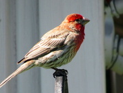 20th May 2015 - House Finch
