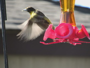 21st May 2015 - Oriole Take Off