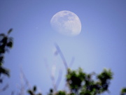 1st Jun 2015 - Daytime Moon