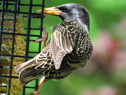 29th May 2015 - Eastern Starling