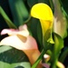 Calla Lily by harbie