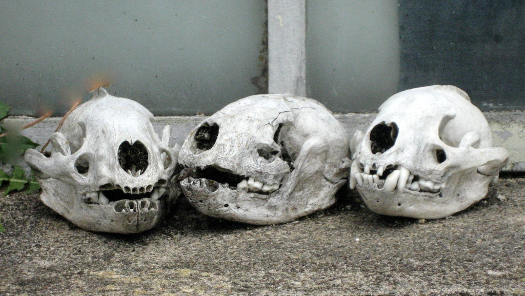 Three skulls by steveandkerry