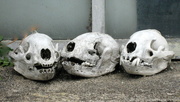 5th Jun 2015 - Three skulls