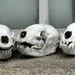 Three skulls by steveandkerry
