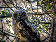 4th Jun 2015 - Great Horned Owl in the Making