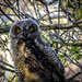 Great Horned Owl in the Making by elatedpixie