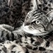 Camouflage cat by brigette
