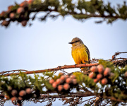25th May 2015 - King Bird in Pine Bough