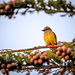 King Bird in Pine Bough by elatedpixie