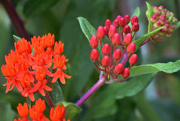 5th Jun 2015 - Butterfly Weed