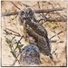 Etsooi Owl Fledgling by aikiuser