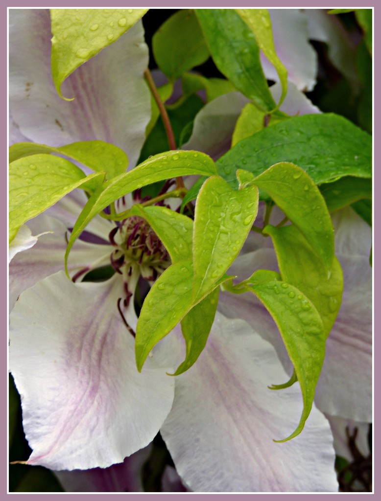 Clematis -- just a-peeping !! by beryl