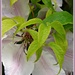Clematis -- just a-peeping !! by beryl