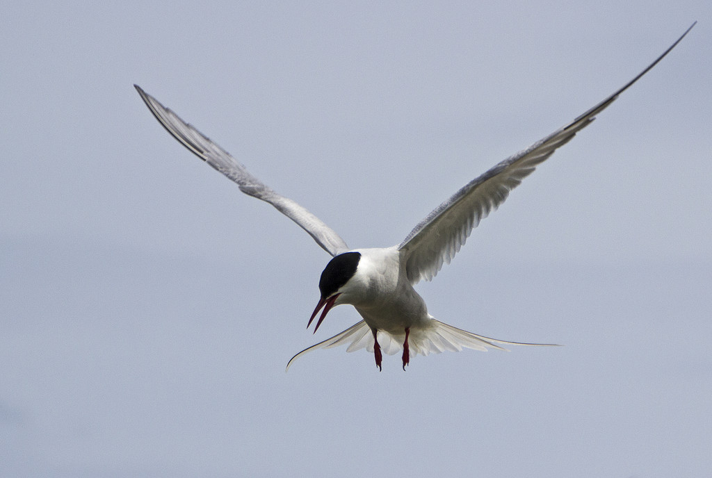 Tern and run! by shepherdman