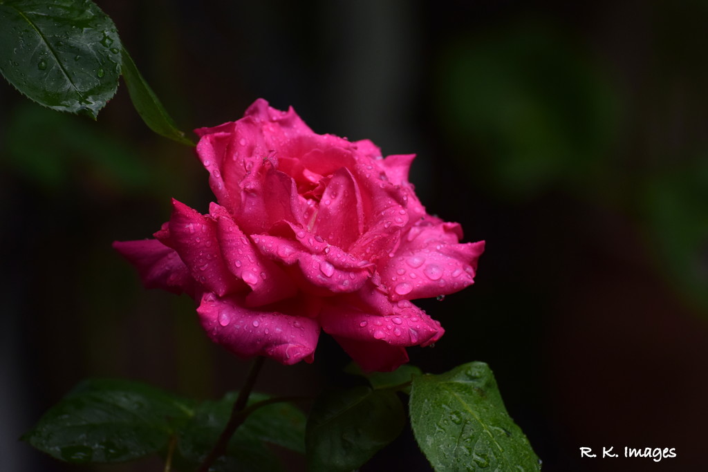 Rain soaked rose by rosiekind