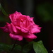 Rain soaked rose by rosiekind