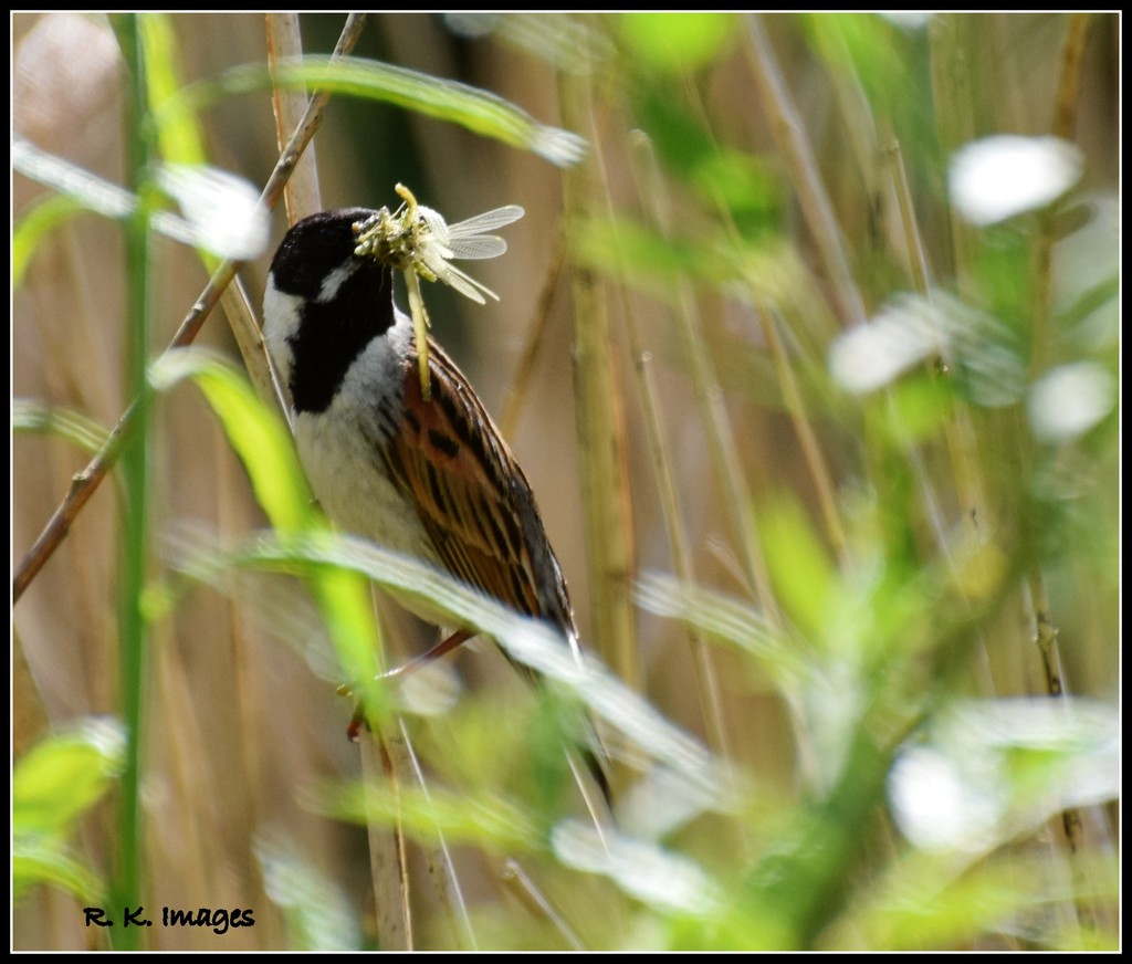 Reed bunting with a beakful by rosiekind