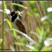 Reed bunting with a beakful by rosiekind