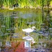 White Heron (Little Egret) by stuart46