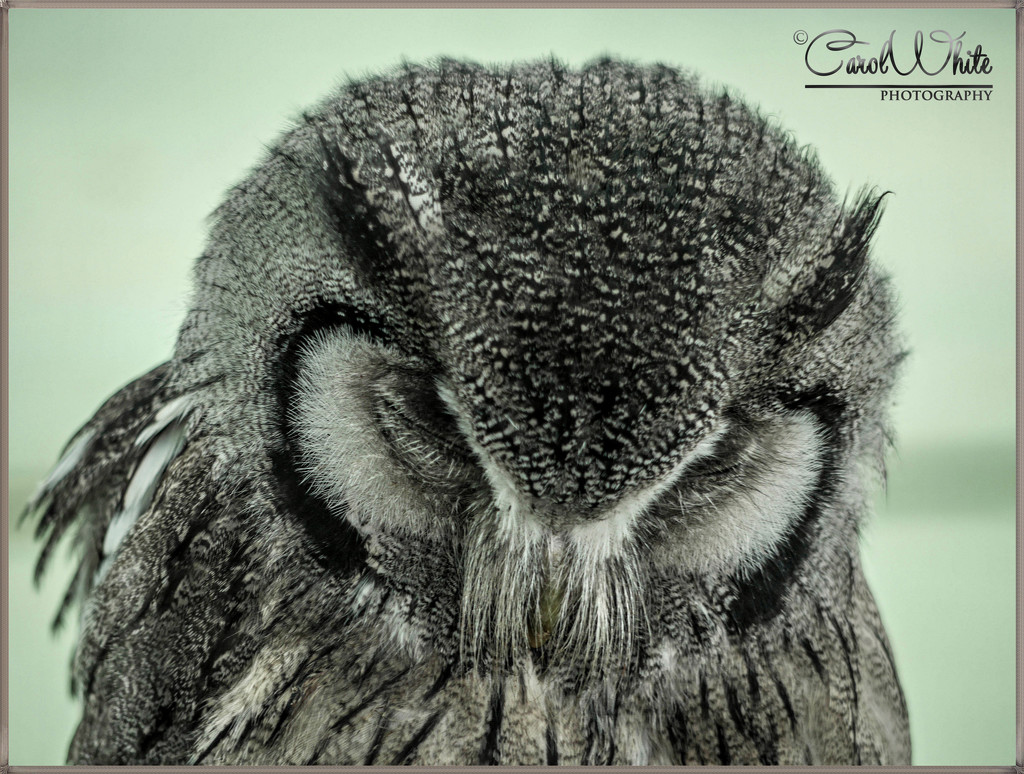 Northern White Faced Scops Owl by carolmw