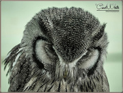5th Jun 2015 - Northern White Faced Scops Owl