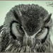 Northern White Faced Scops Owl by carolmw