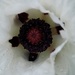 white poppy with raindrops by quietpurplehaze