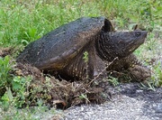 6th Jun 2015 - Snapping Turtle Laying Her Eggs