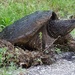 Snapping Turtle Laying Her Eggs by annepann