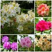 17th May 2015 - More Rhododendrons and Azaleas