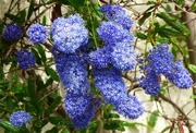 21st May 2015 -  Ceonothus