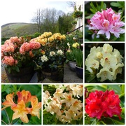 22nd May 2015 - Even More Rhododendrons and Azaleas