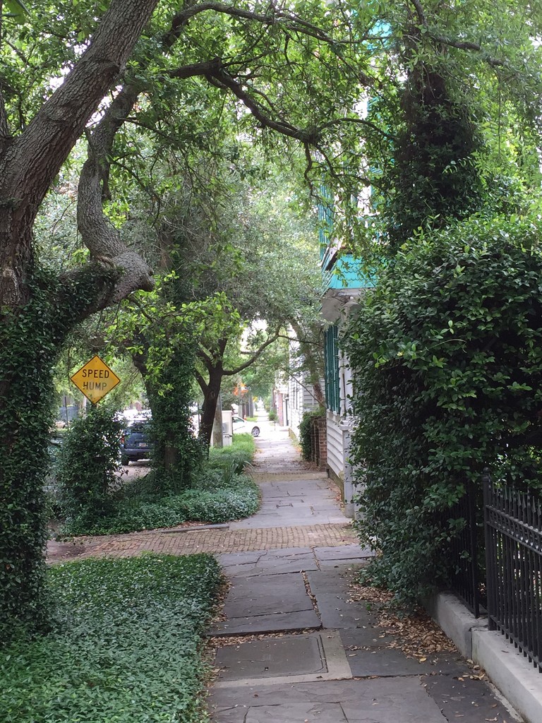 Along a walk, Wraggborough neighborhood, historic district of Charleston, SC by congaree