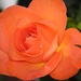 2 June 2015 Orange rose by lavenderhouse