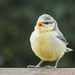 Bluetit chick singing for his supper.... by shepherdmanswife