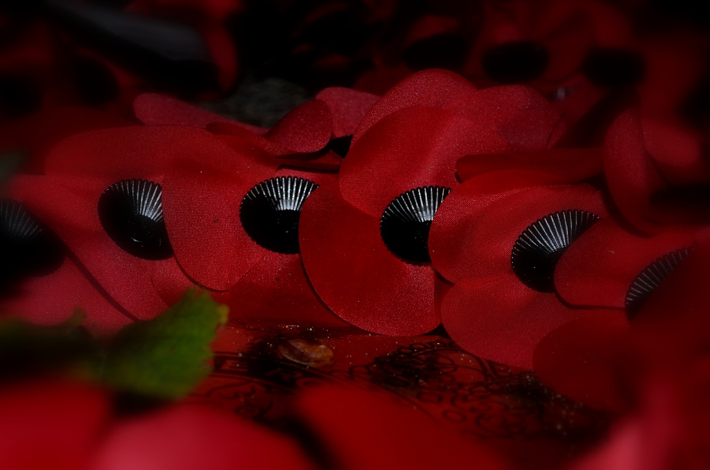 Armistice Day by andycoleborn