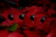 11th Nov 2010 - Armistice Day