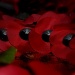 Armistice Day by andycoleborn