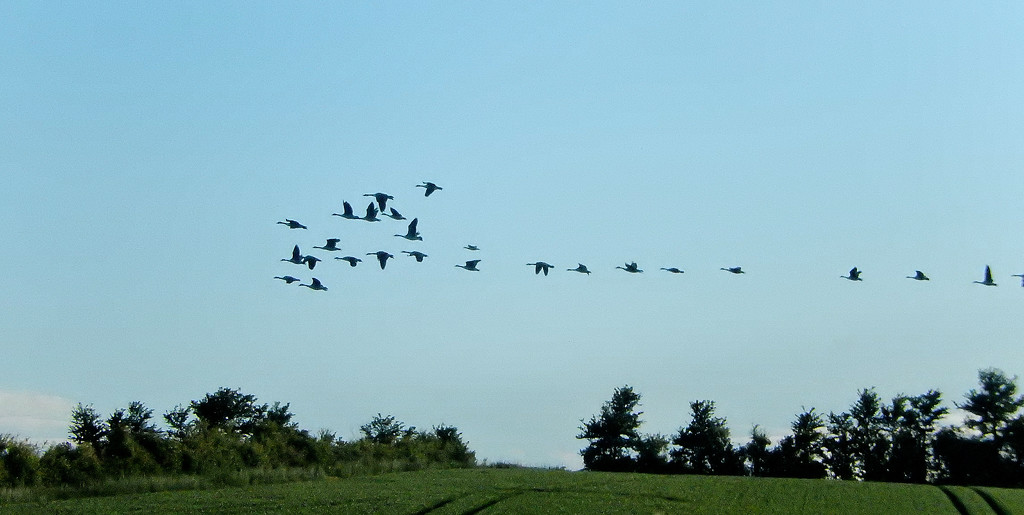 Canada geese flying in formation by snowy