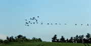 5th Jun 2015 - Canada geese flying in formation