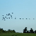 Canada geese flying in formation by snowy