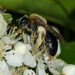 Solitary bee by barrowlane
