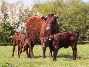5th Jun 2015 - Ruby red Devon cattle 