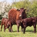 Ruby red Devon cattle  by barrowlane
