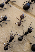 3rd Jun 2015 - Ants