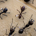 Ants by jborrases