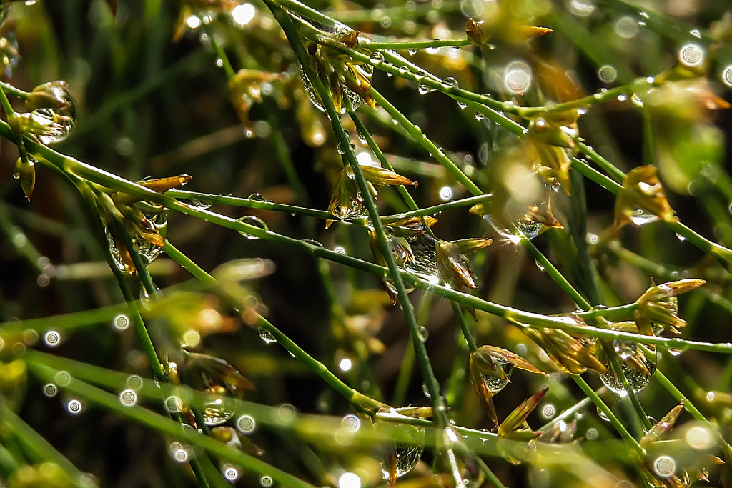 Raindrops and Bokeh by milaniet