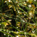 Raindrops and Bokeh by milaniet